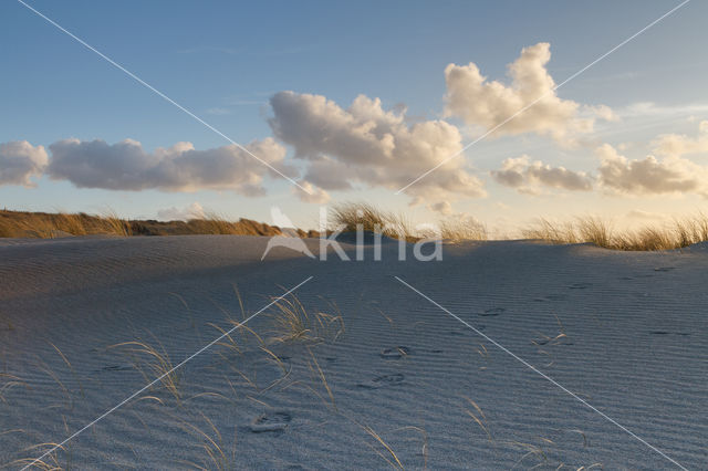 Marram (Ammophila arenaria)