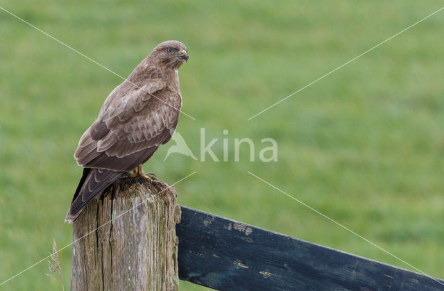 Buizerd (Buteo buteo)