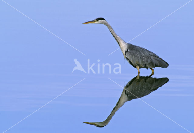 Blauwe Reiger (Ardea cinerea)