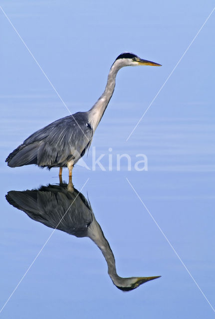 Blauwe Reiger (Ardea cinerea)