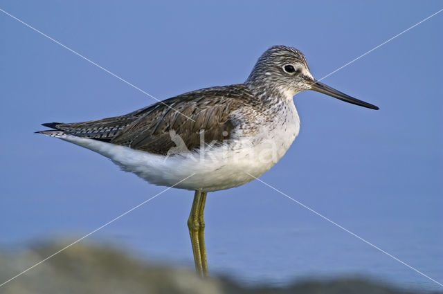 Common Greenshank (Tringa nebularia)