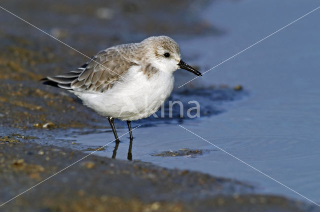 Sanderling (Calidris alba)