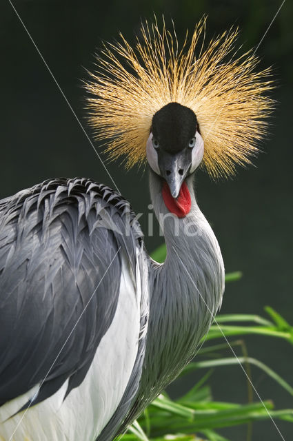 Zuidelijke kroonkraanvogel