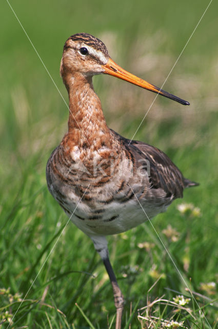 Grutto (Limosa limosa)