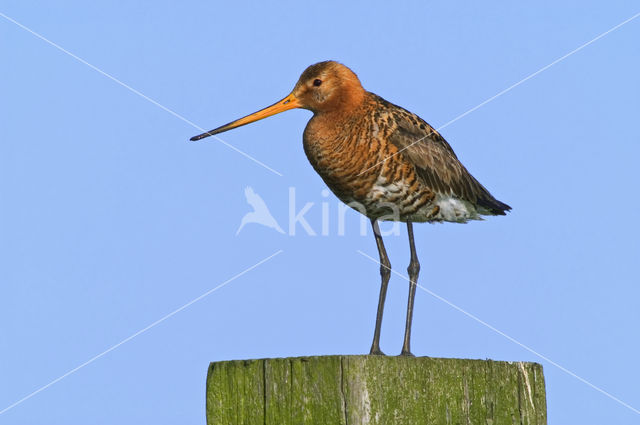 Grutto (Limosa limosa)