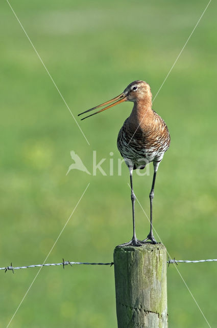 Black-tailed Godwit (Limosa limosa)