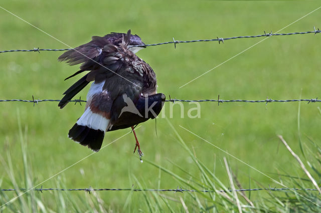 Lapwing (Vanellus vanellus)