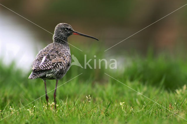 Zwarte Ruiter (Tringa erythropus)