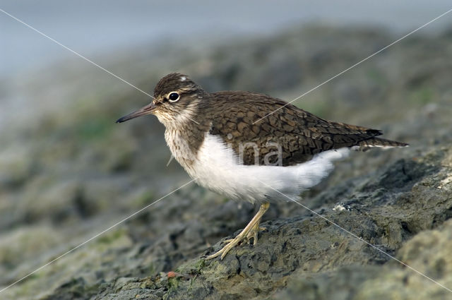 Oeverloper (Actitis hypoleucos)