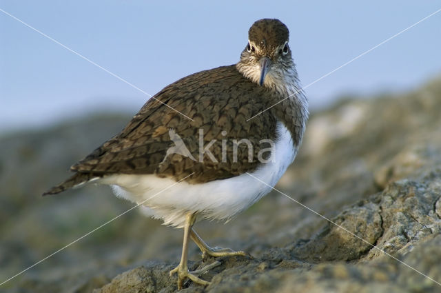 Oeverloper (Actitis hypoleucos)