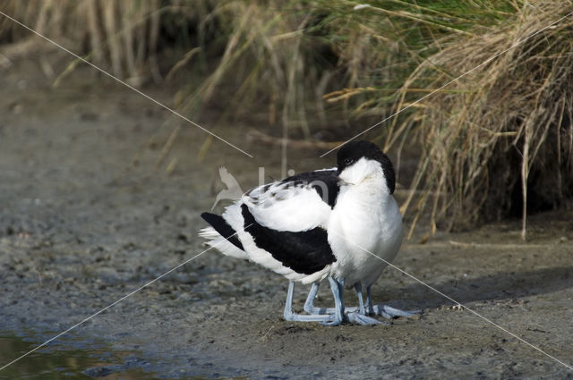 Pied Avocet (Recurvirostra avosetta)