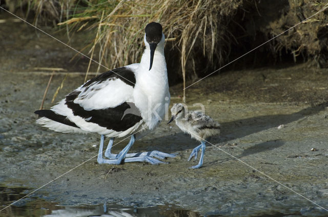 Pied Avocet (Recurvirostra avosetta)