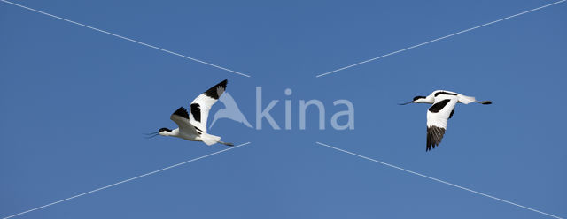 Pied Avocet (Recurvirostra avosetta)