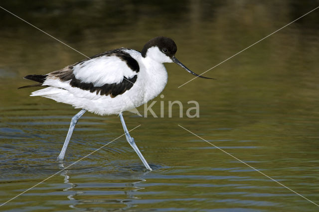 Pied Avocet (Recurvirostra avosetta)