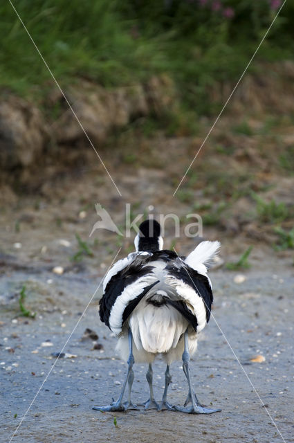 Pied Avocet (Recurvirostra avosetta)