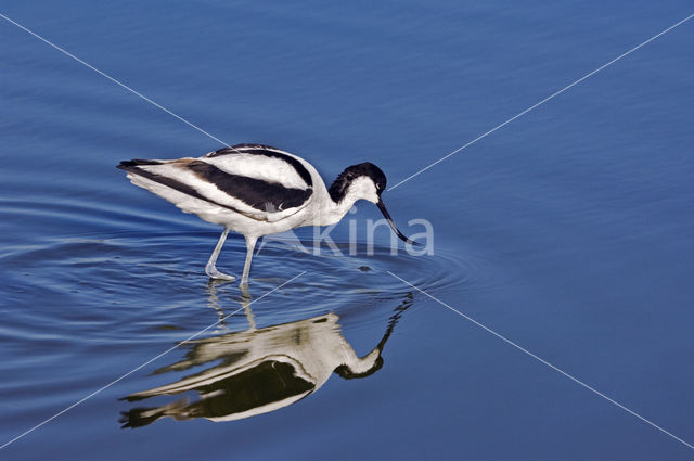 Pied Avocet (Recurvirostra avosetta)