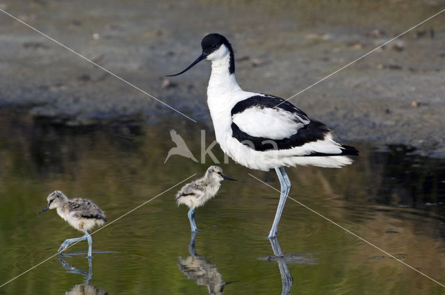 Pied Avocet (Recurvirostra avosetta)