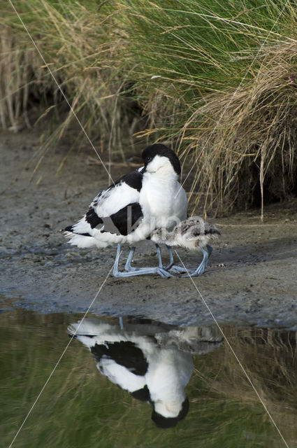 Pied Avocet (Recurvirostra avosetta)