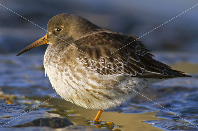 Purple Sandpiper (Calidris maritima)