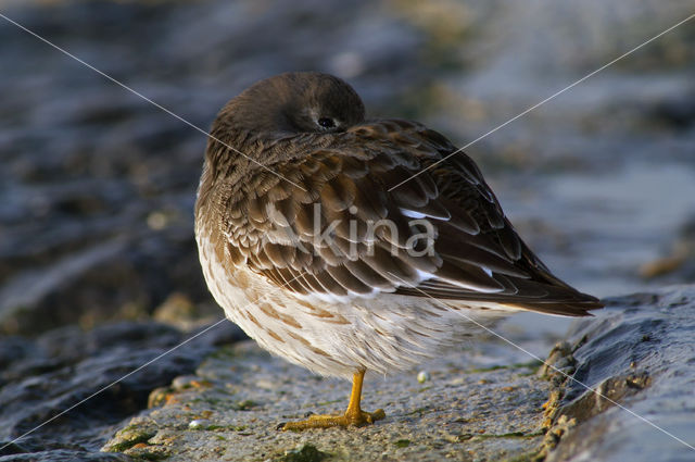 Paarse Strandloper (Calidris maritima)