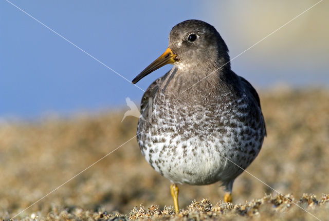 Paarse Strandloper (Calidris maritima)