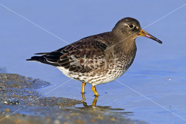 Purple Sandpiper (Calidris maritima)