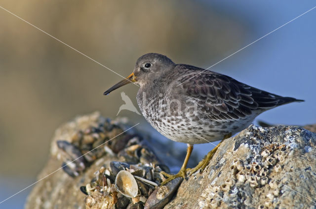 Purple Sandpiper (Calidris maritima)