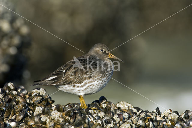 Paarse Strandloper (Calidris maritima)