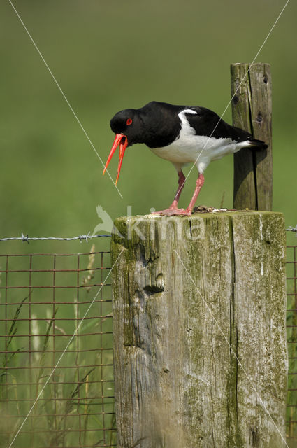 Scholekster (Haematopus ostralegus)