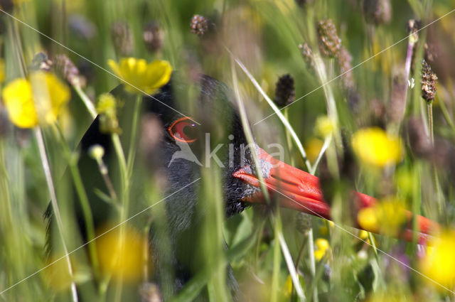 Oystercatcher (Haematopus ostralegus)