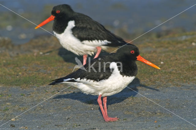 Scholekster (Haematopus ostralegus)