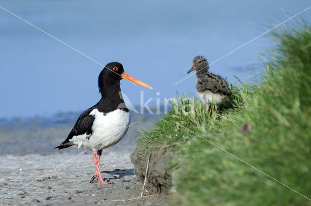 Oystercatcher (Haematopus ostralegus)