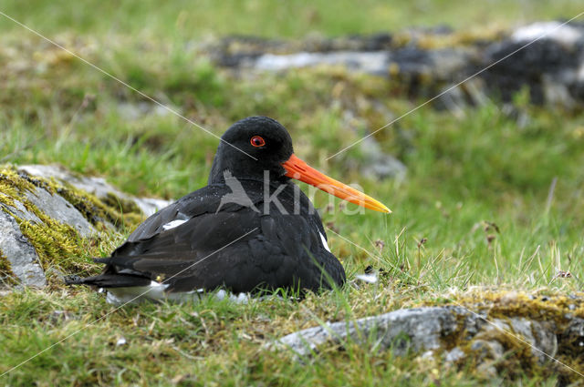 Oystercatcher (Haematopus ostralegus)