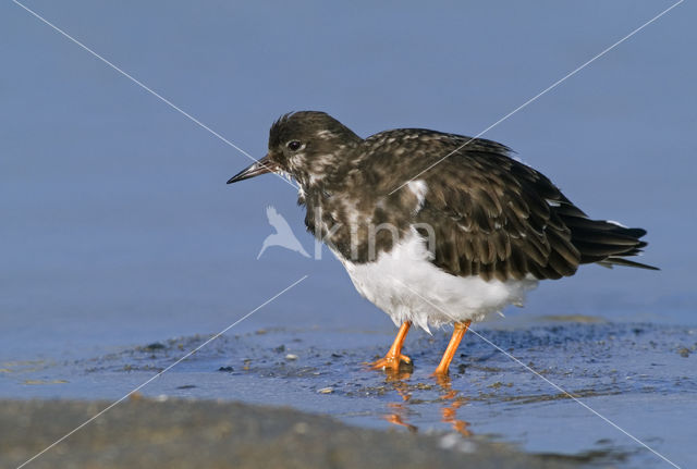 Steenloper (Arenaria interpres)