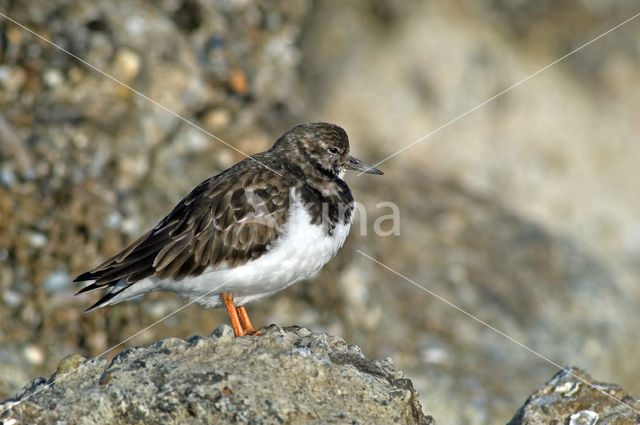 Steenloper (Arenaria interpres)