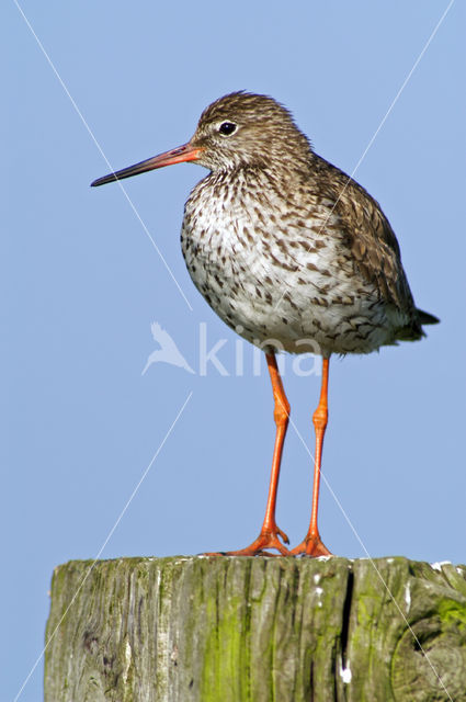 Common Redshank (Tringa totanus)