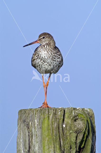 Common Redshank (Tringa totanus)