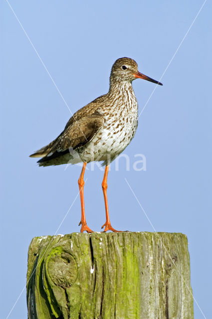 Common Redshank (Tringa totanus)