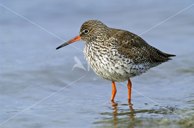 Common Redshank (Tringa totanus)