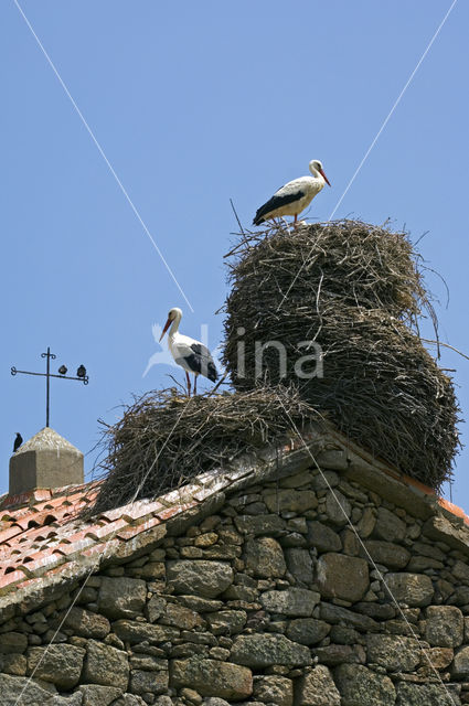 White Stork (Ciconia ciconia)