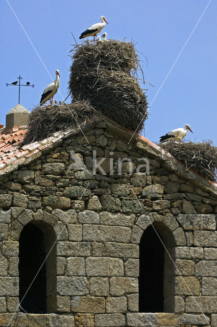 White Stork (Ciconia ciconia)