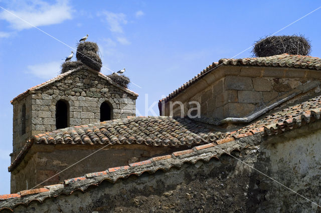 White Stork (Ciconia ciconia)