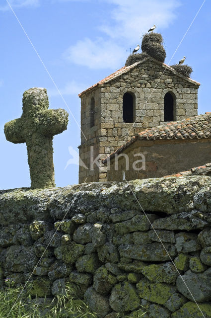 White Stork (Ciconia ciconia)