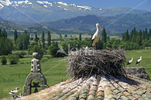 White Stork (Ciconia ciconia)