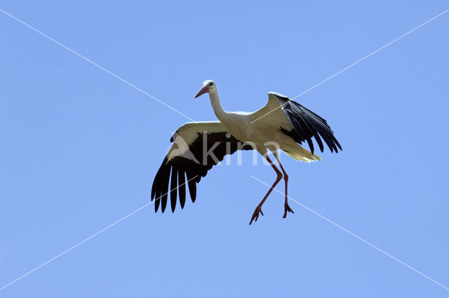 White Stork (Ciconia ciconia)