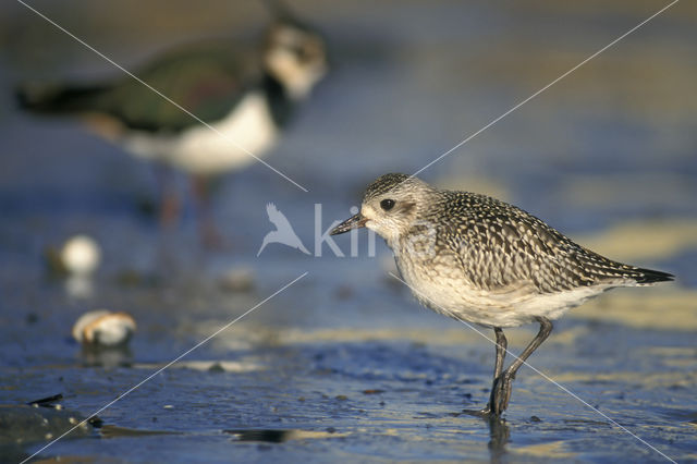 Grey Plover (Pluvialis squatarola)