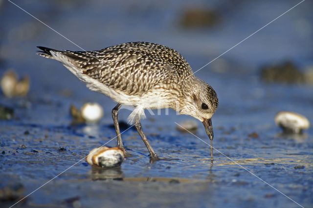 Zilverplevier (Pluvialis squatarola)