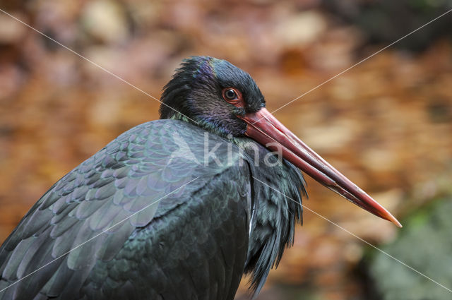 Black Stork (Ciconia nigra)