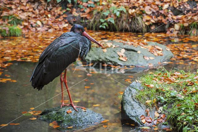 Zwarte Ooievaar (Ciconia nigra)