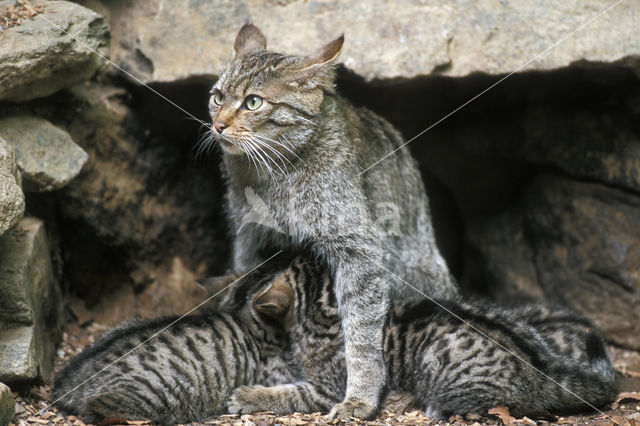 Wildcat (Felis silvestris)